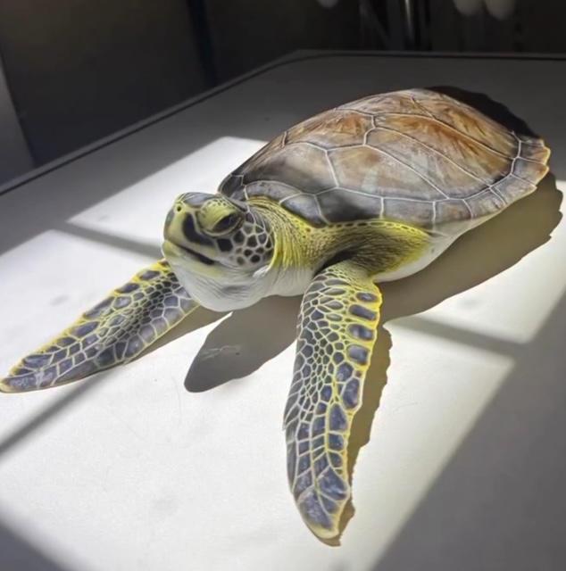 Turtle Hospital