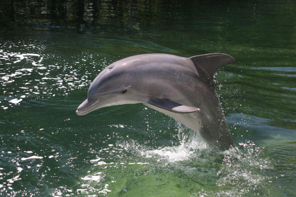 Theater of the Sea