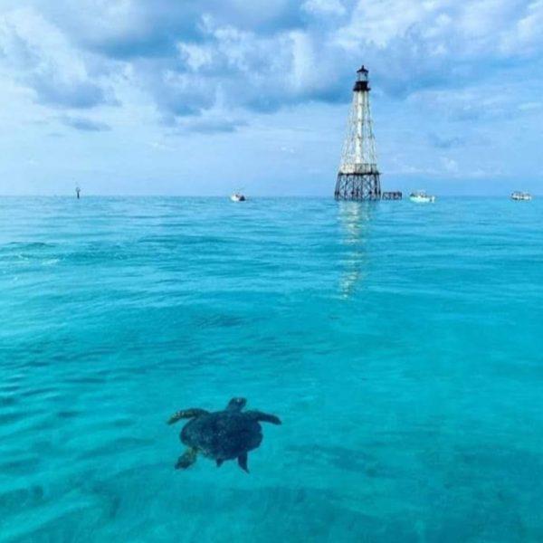 Islamorada Turtle Tours