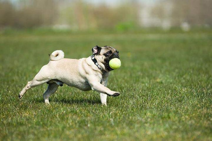 Watson Field Park & Big Pine Key Dog Park