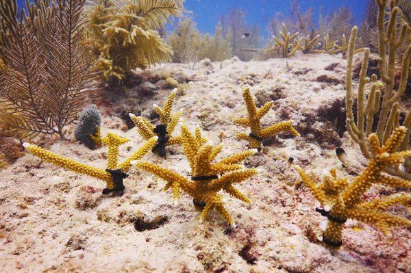 I.CARE (Islamorada Conservation and Restoration Education)