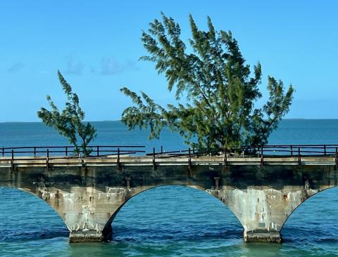 Fred the Tree: The Florida Keys’ ‘Celebri-Tree’ Florida Keys & Key West